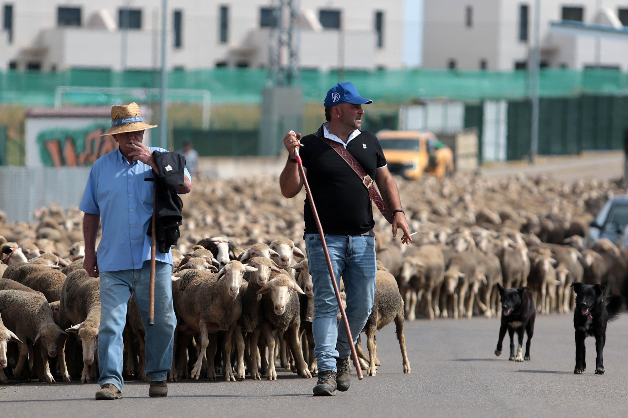 Ovejas merinas atraviesan la ciudad León para pasar el verano en el Puerto de Fontanales
