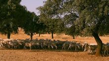 Castilla-La Mancha adelanta las ayudas a los ganaderos y anuncia una plataforma de venta directa al consumidor