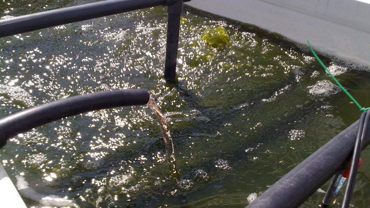 Purines de granjas porcinas