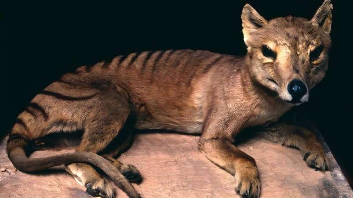 El tilacino se encontraba entre 17 especies de mamíferos grandes halladas en un sitio de una cueva australiana, representando ecosistemas completamente transformados por la actividad humana en los últimos 10.000 años.
