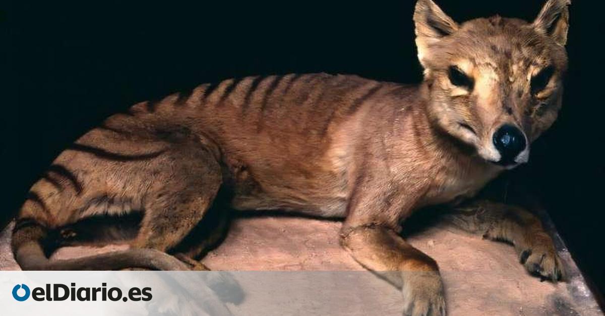 Cómo los humanos transformaron el mundo animal: una investigación estudia 50.000 años de cambios
