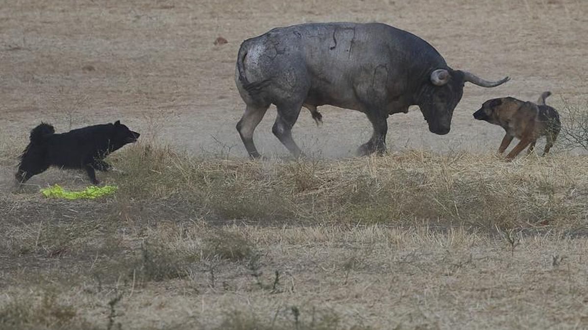 Unidas por Fontanar exige explicaciones al ayuntamiento tras el uso de perros en un encierro taurino