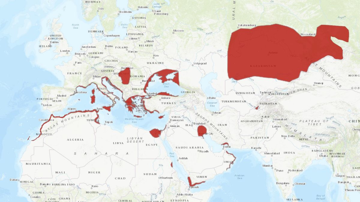 Décadas de declive acabaron borrando a una especie migratoria única