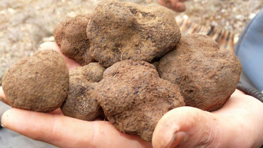 Terrenos de 30.000 m² de cultivo de trufas: el negocio redondo de un capo 'narcoestibador' del Puerto de València