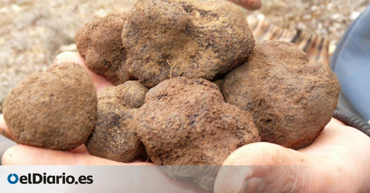 Terrenos de 30.000 m² de cultivo de trufas: el negocio redondo de un capo 'narcoestibador' del Puerto de València