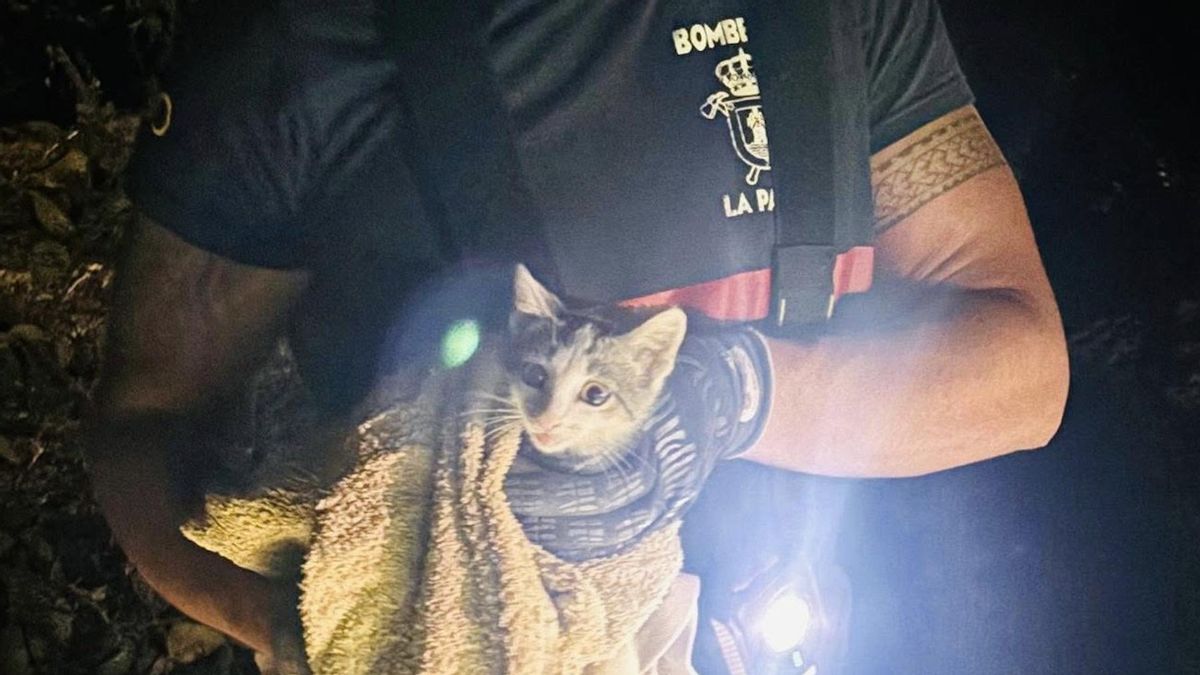 Los bomberos rescatan a un gato atrapado en un estanque vacío de El Paso