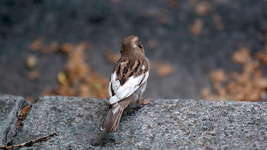 Un estudio revela que las aves urbanas cantan más fuerte para hacerse oír