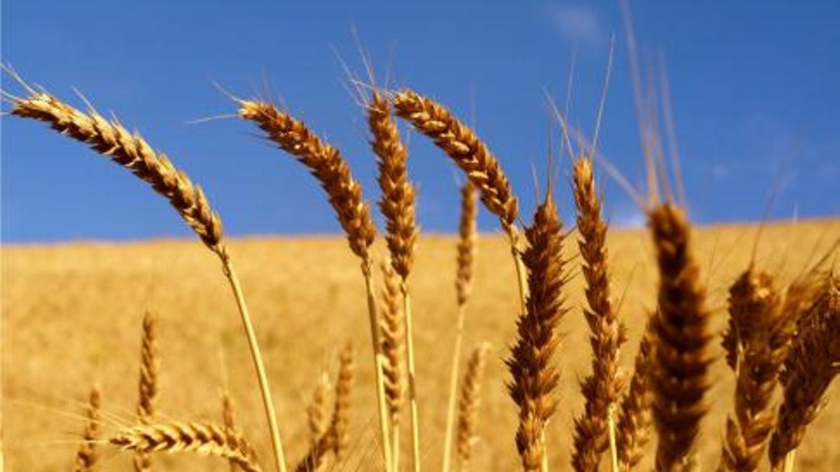 Bacterias que ayudan al trigo a sobrevivir a la sequía: el hallazgo de la Universidad de León