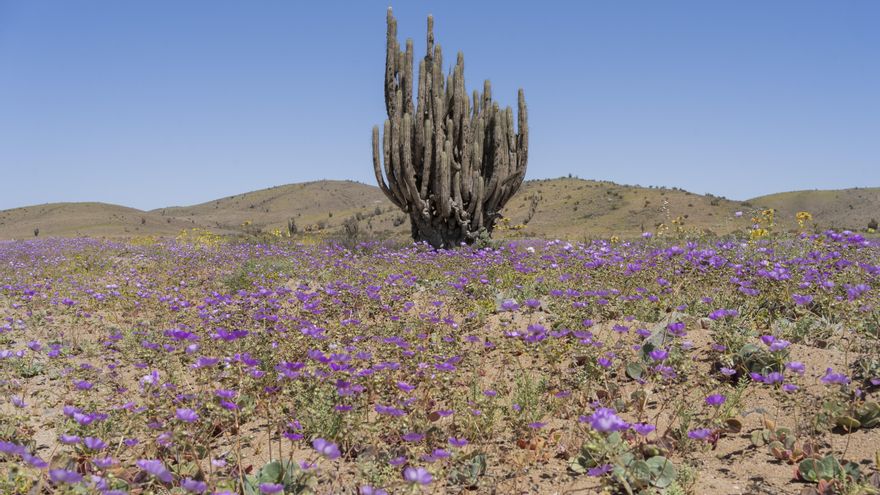 El desierto chileno que cambia la aridez extrema por un colorido manto de flores