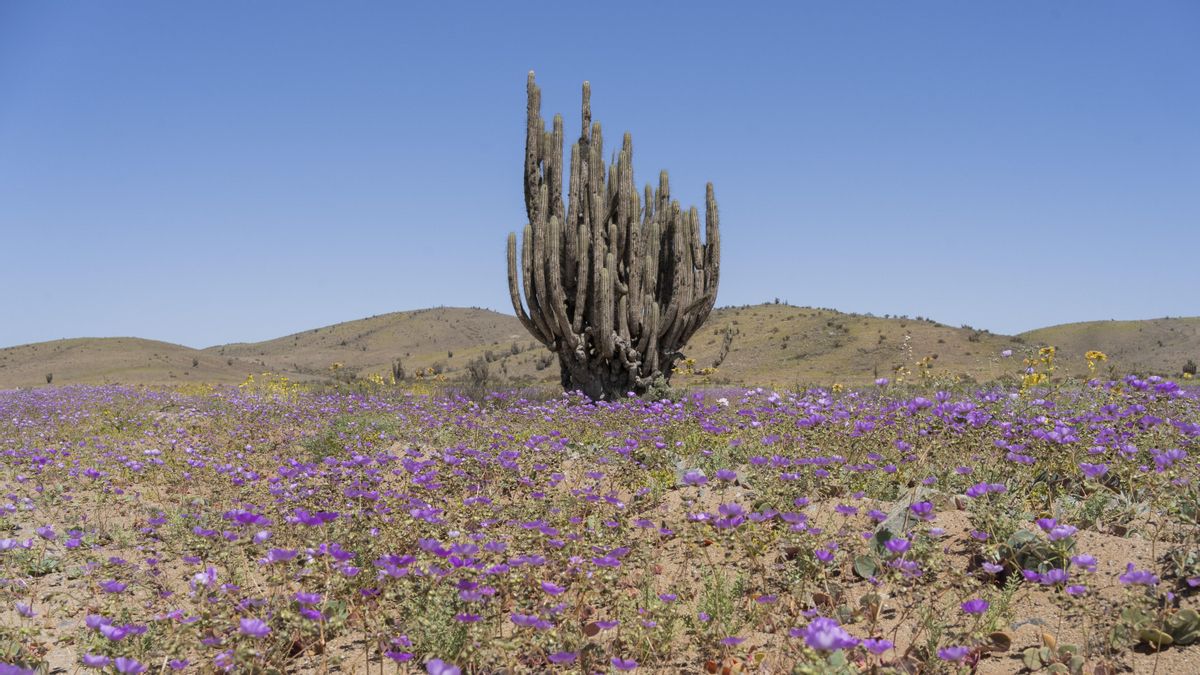 El desierto chileno que cambia la aridez extrema por un colorido manto de flores