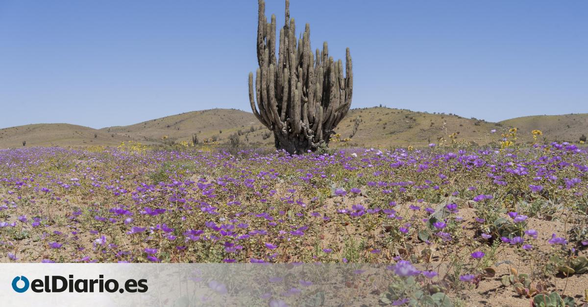 El desierto chileno que cambia la aridez extrema por un colorido manto de flores