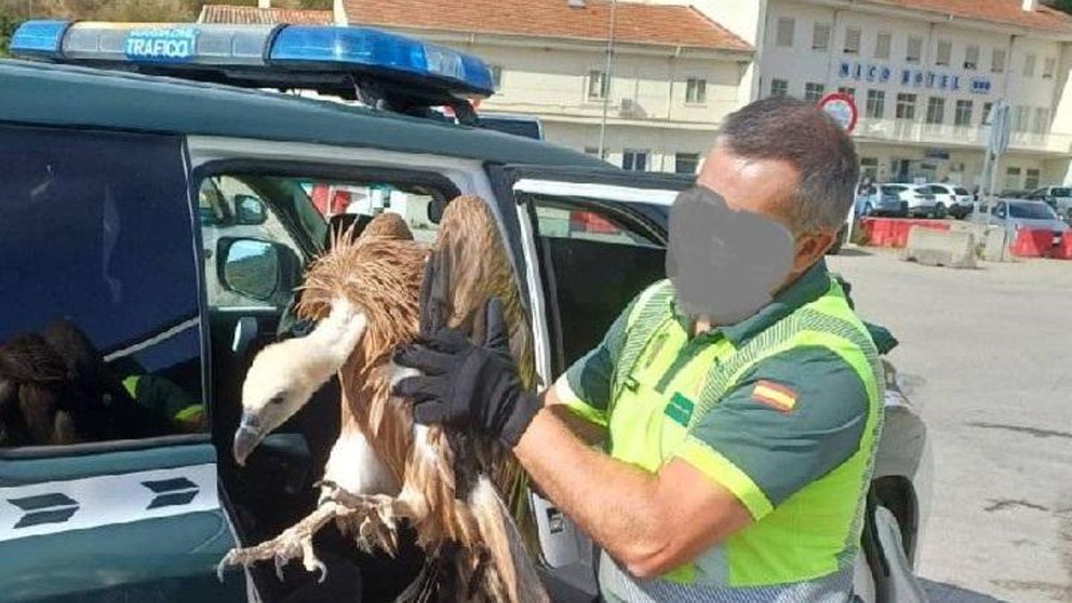 Localizan un buitre leonado en la mediana de la Autovía A-2 en Medinaceli, Soria