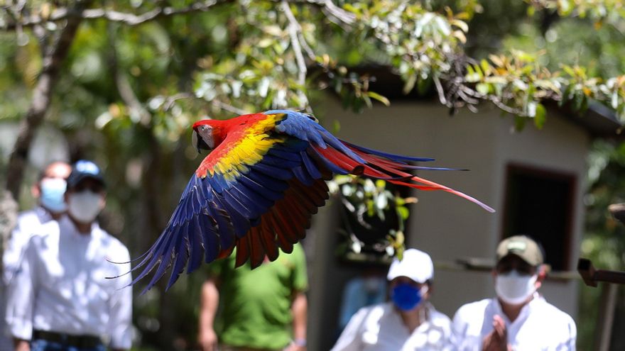 Liberan cinco ejemplares de guacamaya roja ave nacional de Honduras