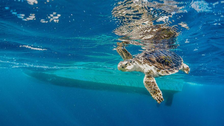 Una prueba de audición revela que la tortuga más rara del mundo es sensible a los ruidos de los barcos