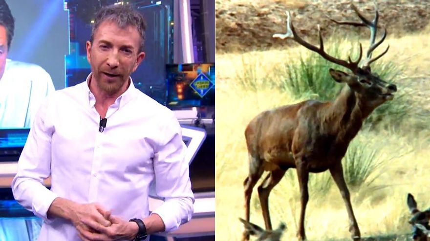 'El Hormiguero' (15.5%) aprovecha su veto al invitado de 'La Revuelta' para ganar contra 12 minutos de animales por solo tres décimas en coincidencia