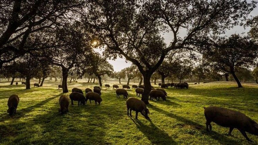 Un estudio de la UCO desentraña la biodiversidad microbiana en el suelo de la dehesa