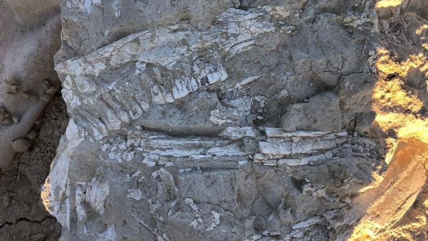 Las obras de una carretera que permitieron encontrar un yacimiento con más de 6.000 fósiles