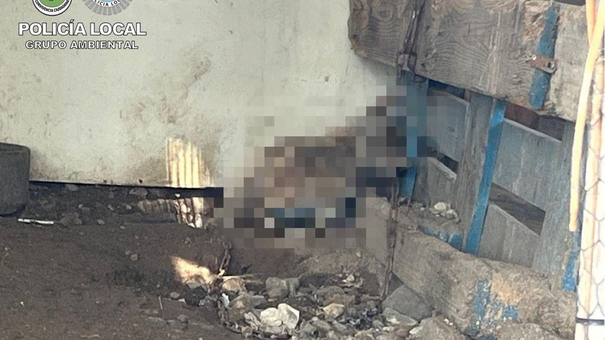 La Policía investiga a un hombre por maltrato animal tras hallar animales muertos en una finca de Gran Canaria