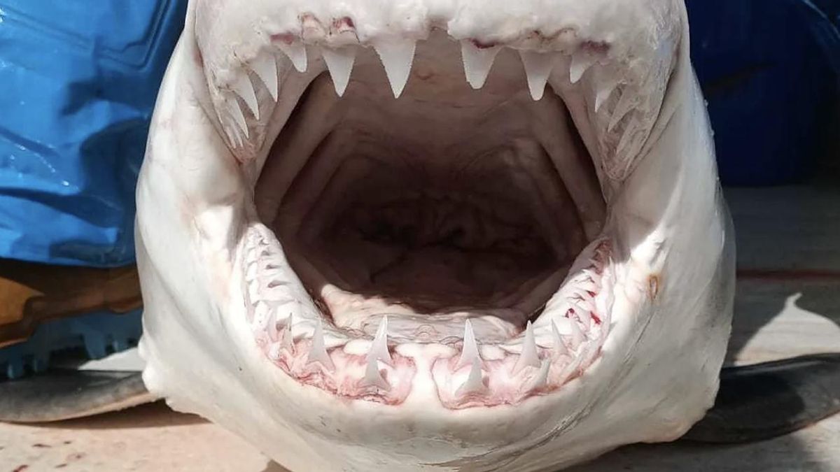 El grupo del IEO-CSIC junto a la Universidad de Cádiz publicó en Acta Ichthyologica et Piscatoria el análisis genético de un ejemplar joven localizado en 2023