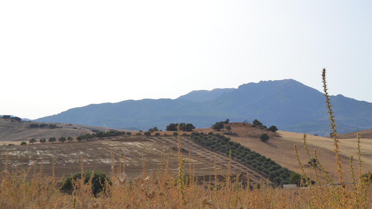La batalla contra el gran parque fotovoltaico que cambiará el paisaje a los pies de la Sierra de las Nieves de Málaga