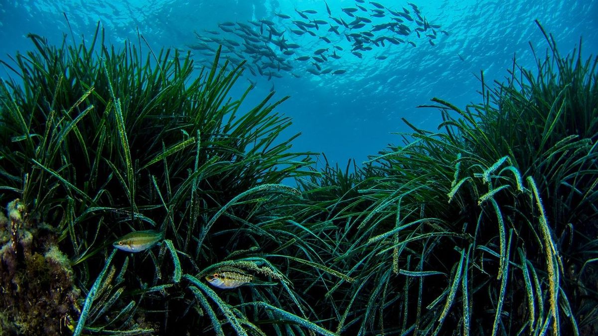 Balears alberga más del 50% de las praderas de posidonia de España