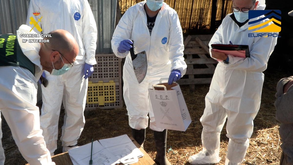 Imagen de la Operación Pox