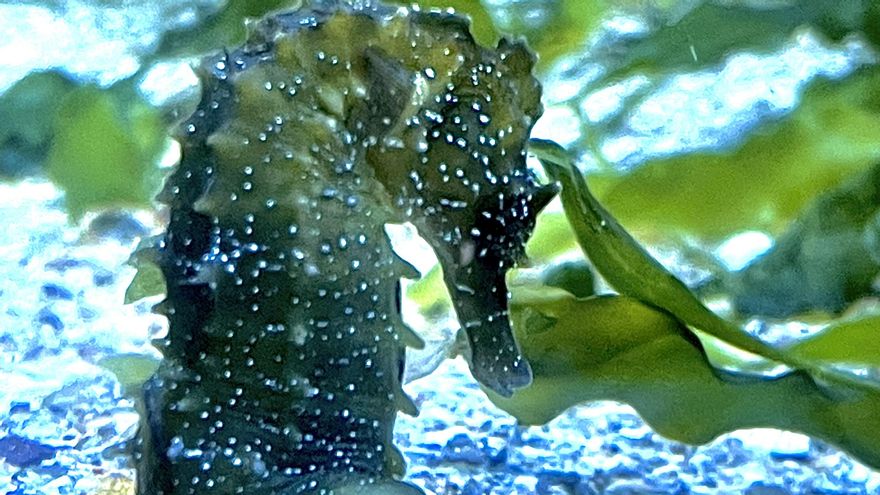 Caballito del Mar Menor | Emilio Cortés