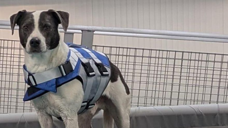 Bilbo en la piscina, en una sesión de hidroterapia