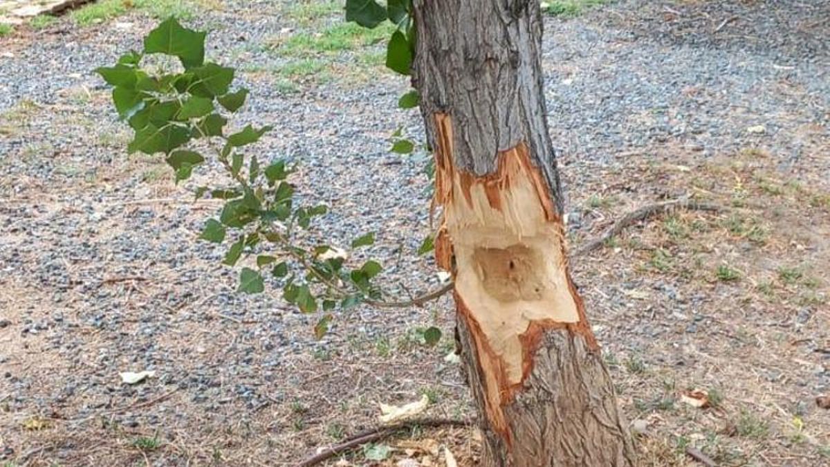 La acción de los castores en la base de los árboles