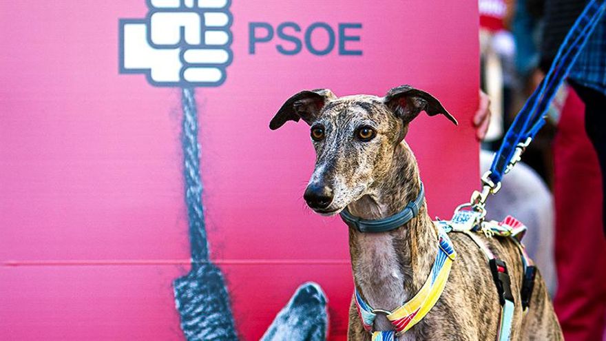 Animalistas avisan de que la Ley de Bienestar Animal dará “impunidad” a cazadores con el modelo de Page