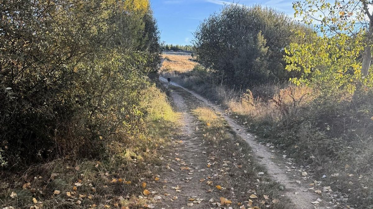 Mesura de otoño