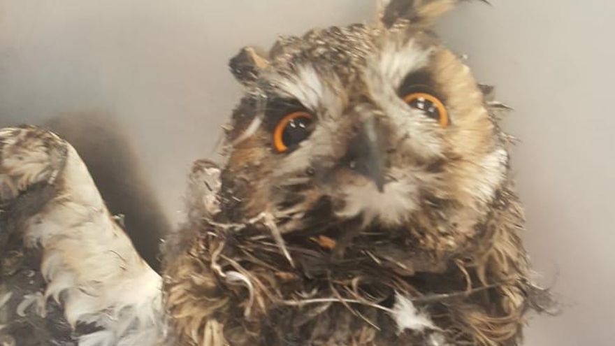 Búho rescatado en Gran Canaria