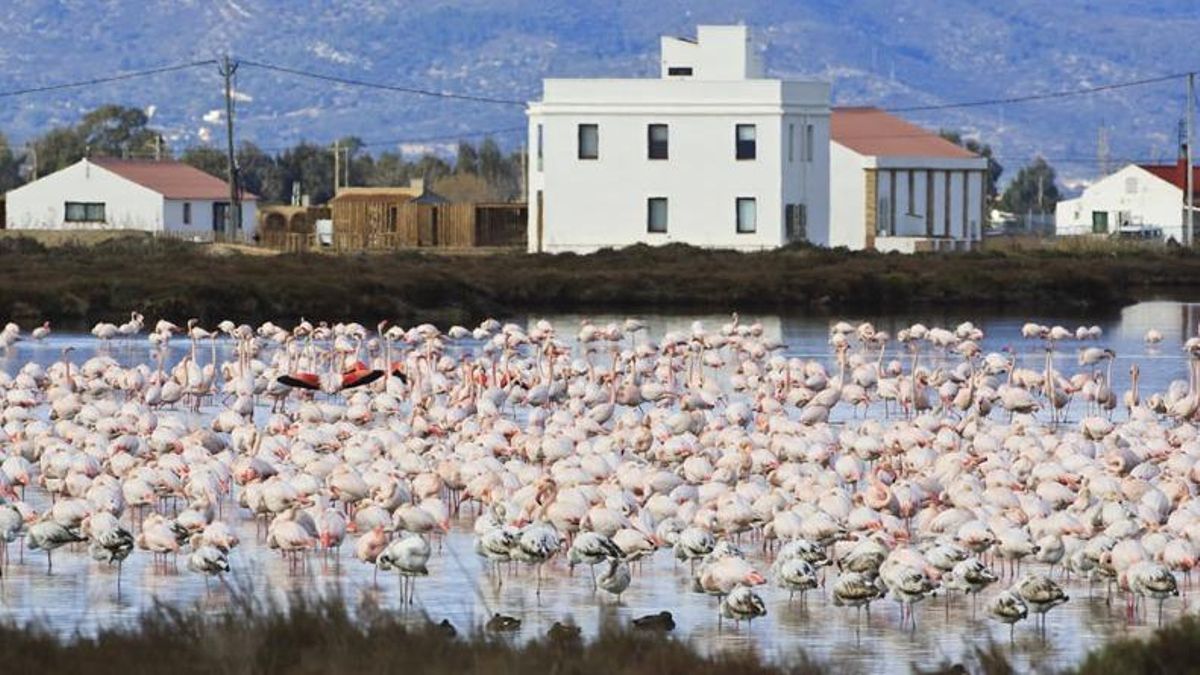 Flamencos en el Delta del Ebro
