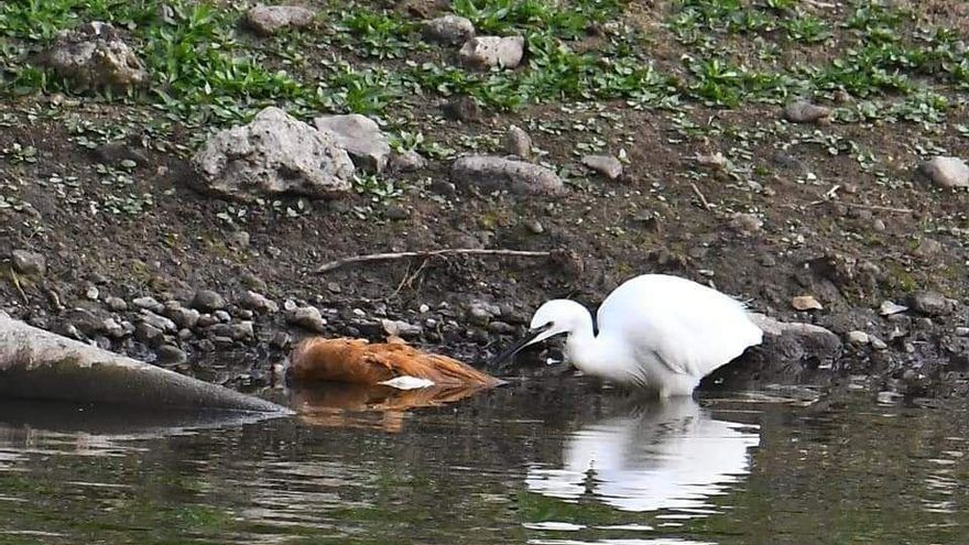 Aves halladas en Las Charcas de san Lorenzo.
