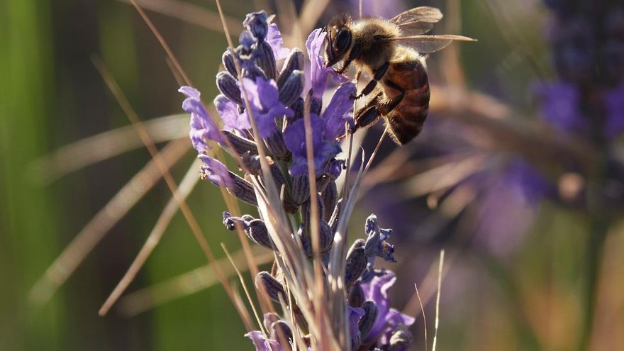 Lavanda, trufa y miel, tres productos que definen una comarca emblemática, la Alcarria