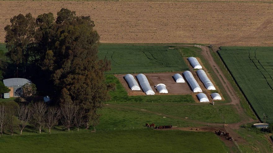 Silobolsa, dólar o plazo fijo: el campo liquidará hasta agosto y después "vemos"