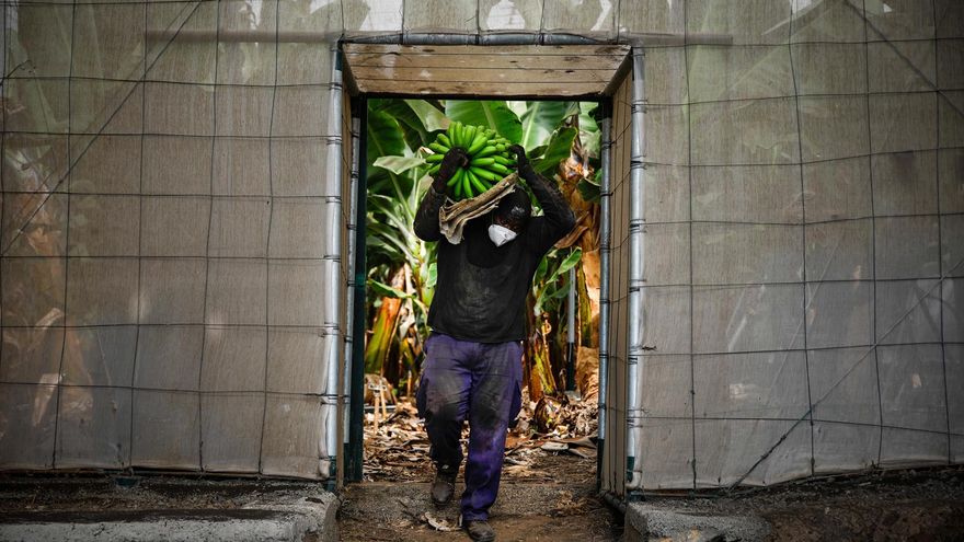 Un agricultor lleno de ceniza recoge una piña de plátanos, antes de que la lava del volcán llegue a las plantaciones, en Tazacorte. / FOTO: Kike Rincón - Europa Press