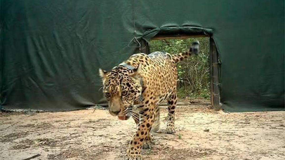 Acaí, la yaguareté asesinada en El Impenetrable, Chaco