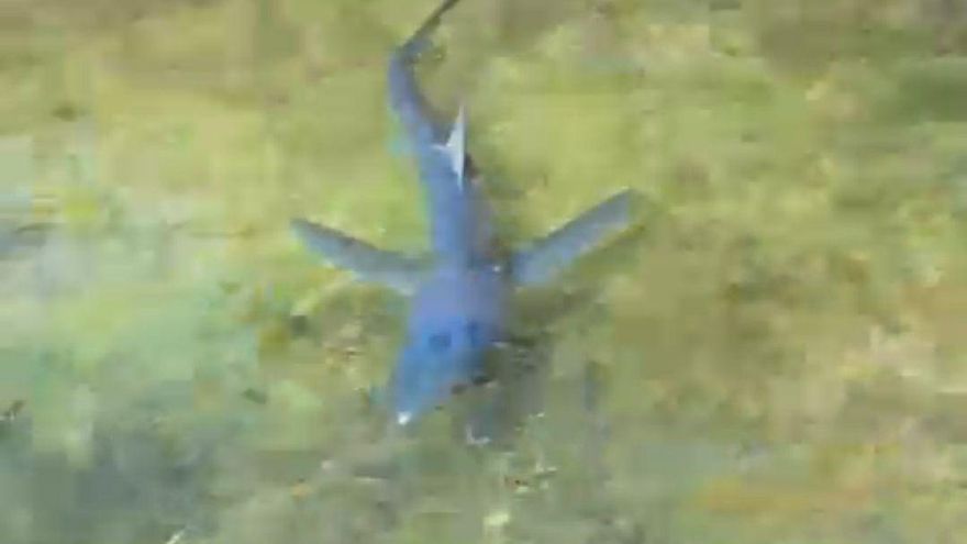 Aparece un tiburón nadando en un muelle de A Illa de Arousa