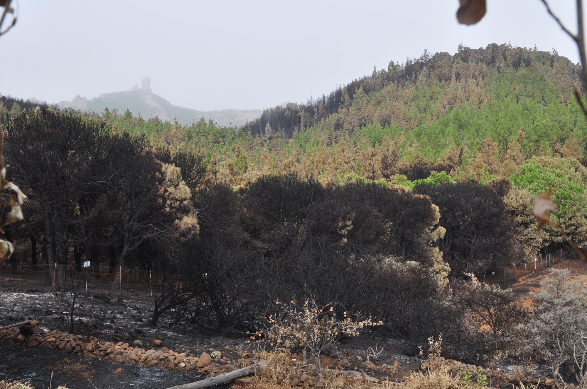 Incendio de Gran Canaria