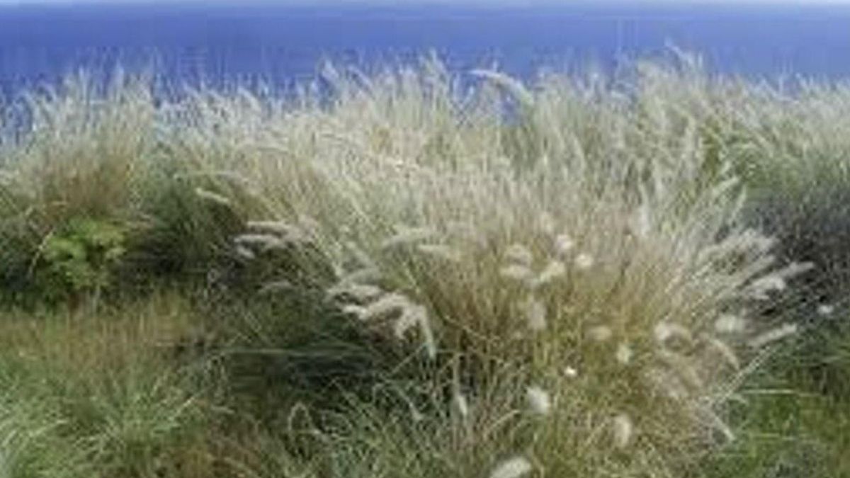 Imagen de archivo de plantas de rabogato, que es reconocida como invasora por el 98,7% de los entrevistados en 1ª Encuesta – Concurso Ataja Tus Matos. Archivo.