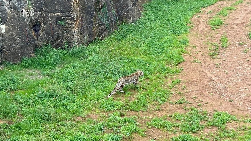 Un leopardo persa del Parque de Cabárceno es abatido tras escaparse de su recinto