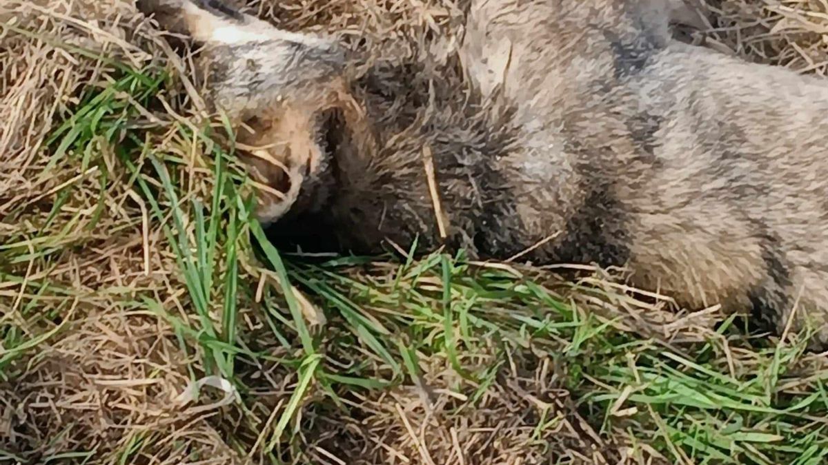 Hallan el cadáver de un lobo en Castropol y los ecologistas reclaman su necropsia ante la sospecha de que fue envenenado