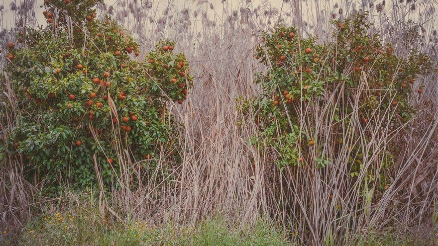 Vegetación de ribera junto a frutales de huerta