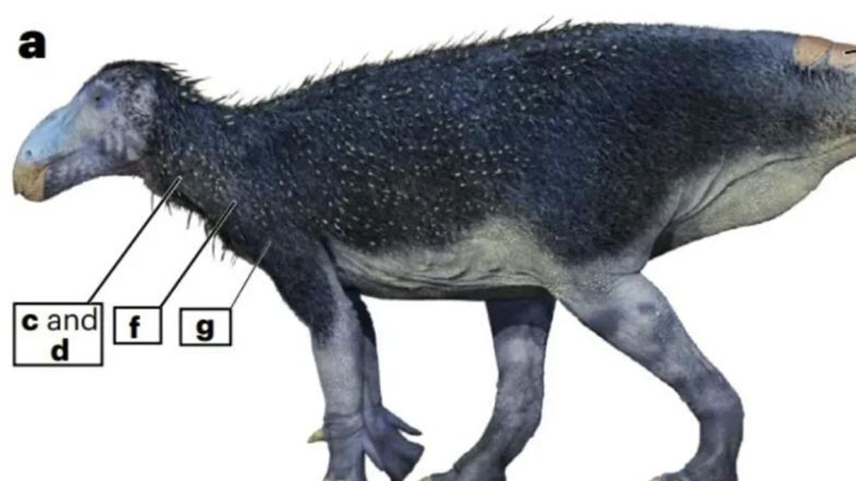 El Museo Geológico de Anhui impulsa una revisión de antiguos fósiles a la luz de nuevas técnicas