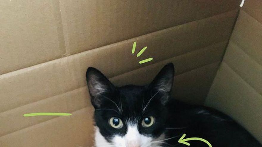 ¿Qué hacer cuando encontramos un animal abandonado?