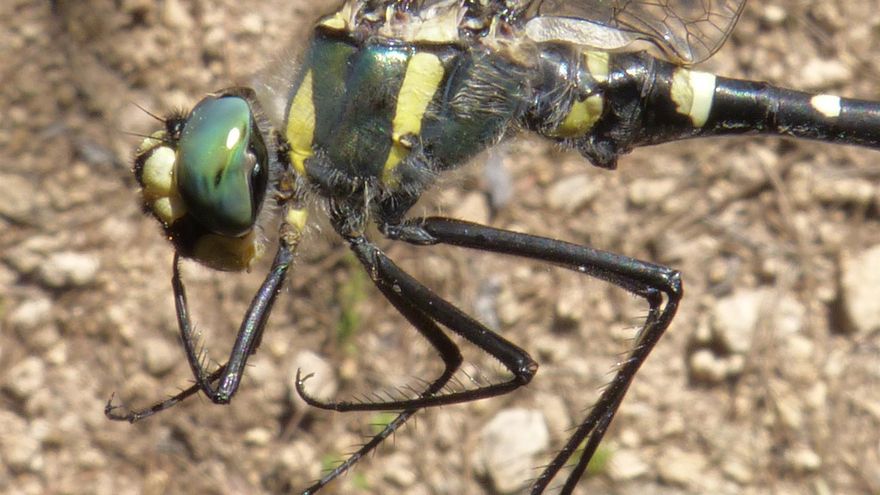 Descubren en Cuenca una libélula en peligro de extinción, de las especies más amenazadas de Europa