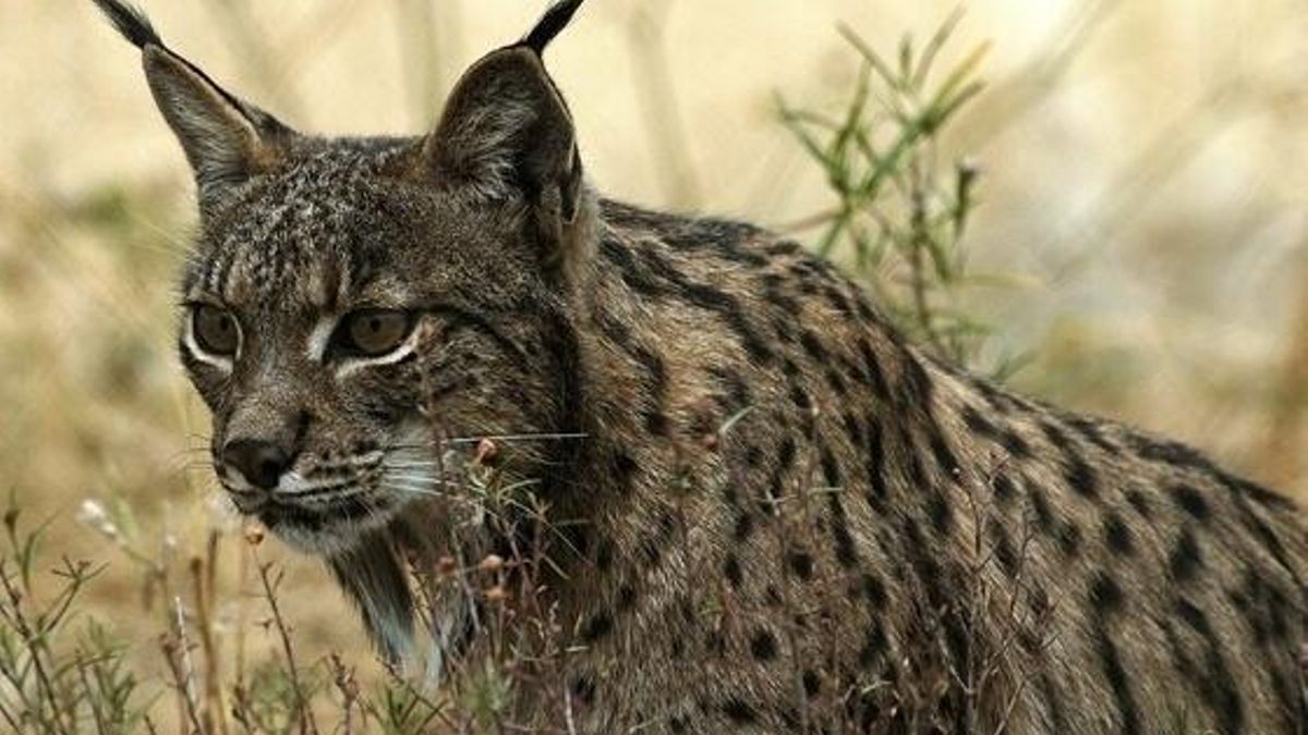 Muere atropellada una hembra de lince nacida este año en Cuerva (Toledo)