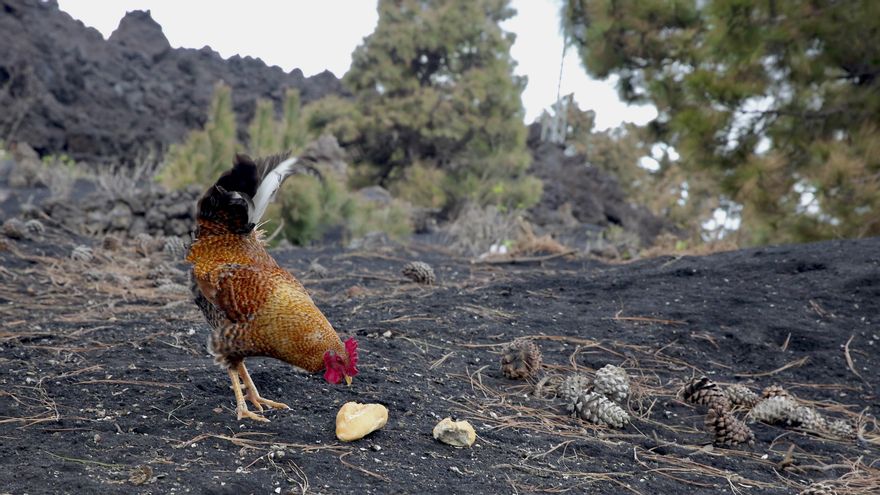 Una gallina en una zona de Tacande de Arriba cubierta de ceniza y atravesada por la lava.