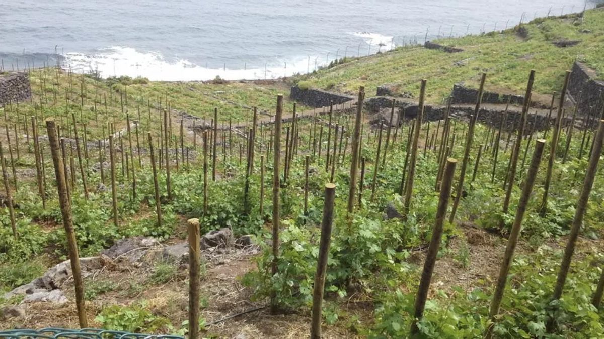 El campo y la pesca suben un peldaño su aportación al PIB de Canarias, pero siguen lejos del mejor dato reciente